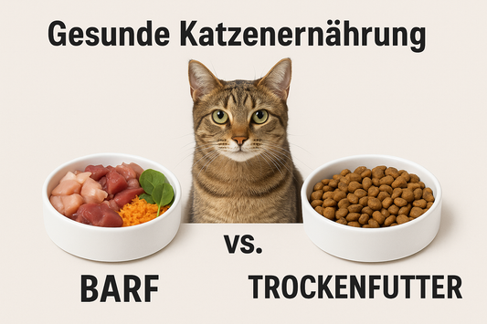 Tabby-Katze sitzt zwischen zwei Futternäpfen – links rohes Fleisch und Gemüse (BARF), rechts Trockenfutter; Text: „Gesunde Katzenernährung – BARF vs. Trockenfutter“
