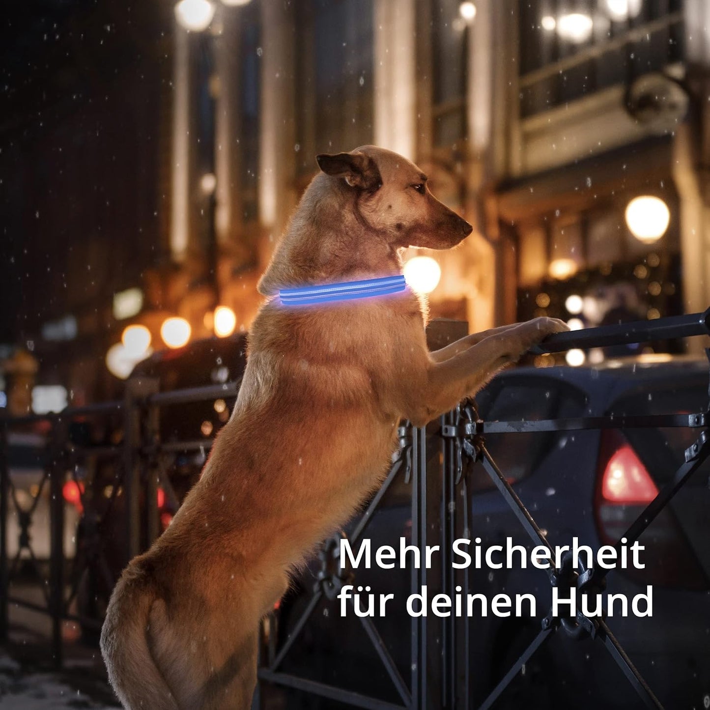 Petsation Leuchthalsband für Hunde – Hundehalsband Durchgängig Leuchtend, LED-Beleuchtung für Sichtbarkeit im Dunkeln, Wasserdicht, Verstellbar, Sicheres Hundezubehör für Nächtliche Spaziergänge, Reflektierend & Leuchtend Blau Größe S 28-40cm