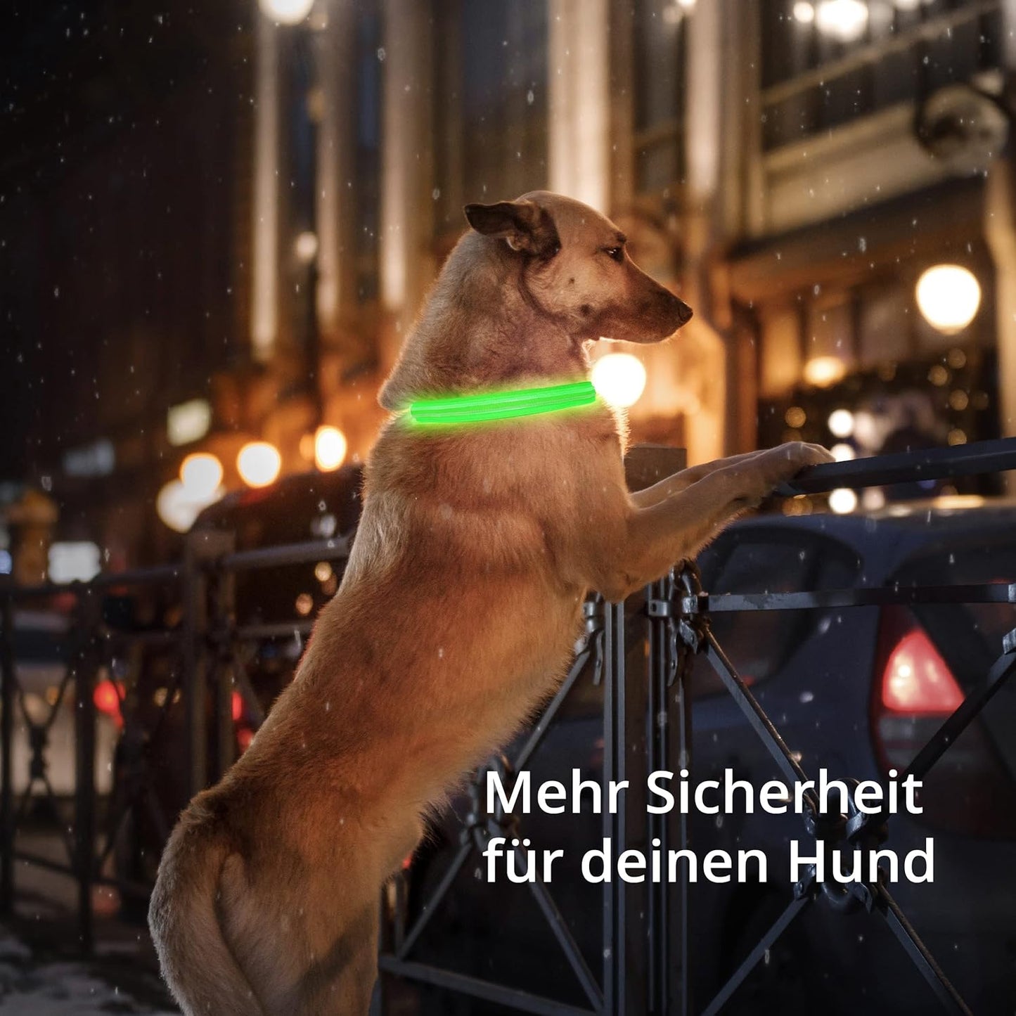 Petsation Leuchthalsband für Hunde – Hundehalsband Durchgängig Leuchtend, LED-Beleuchtung für Sichtbarkeit im Dunkeln, Wasserdicht, Verstellbar, Sicheres Hundezubehör für Nächtliche Spaziergänge, Reflektierend & Leuchtend Grün Größe L 48-60cm