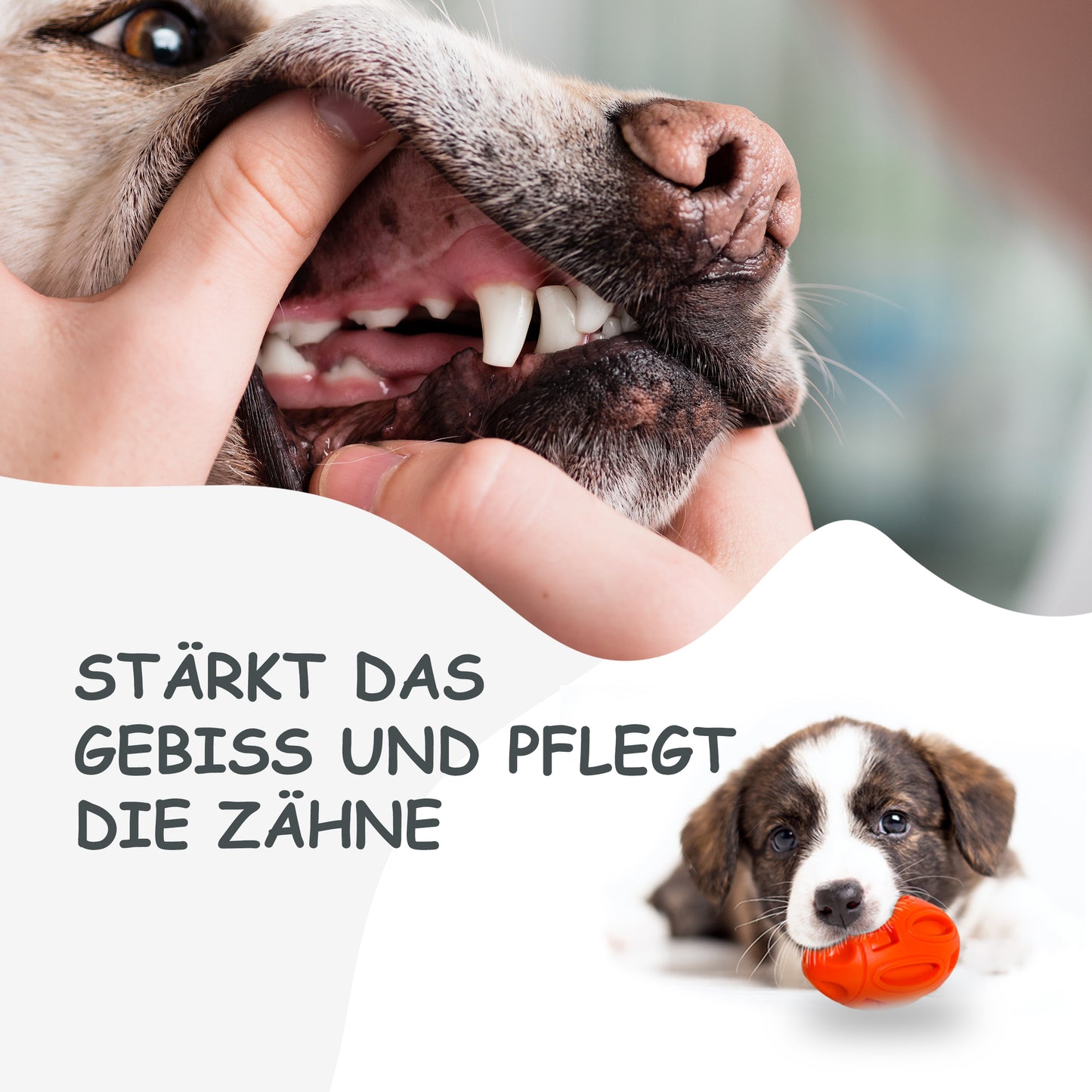 Petsation Dog Toy Chew Ball – Robust & Durable – Dental Care & Teeth Cleaning for Dogs – Interactive Toy for Small & Large Dogs – Dog Ball Made of Natural Rubber – Puppy Toys & Dog Accessories Orange