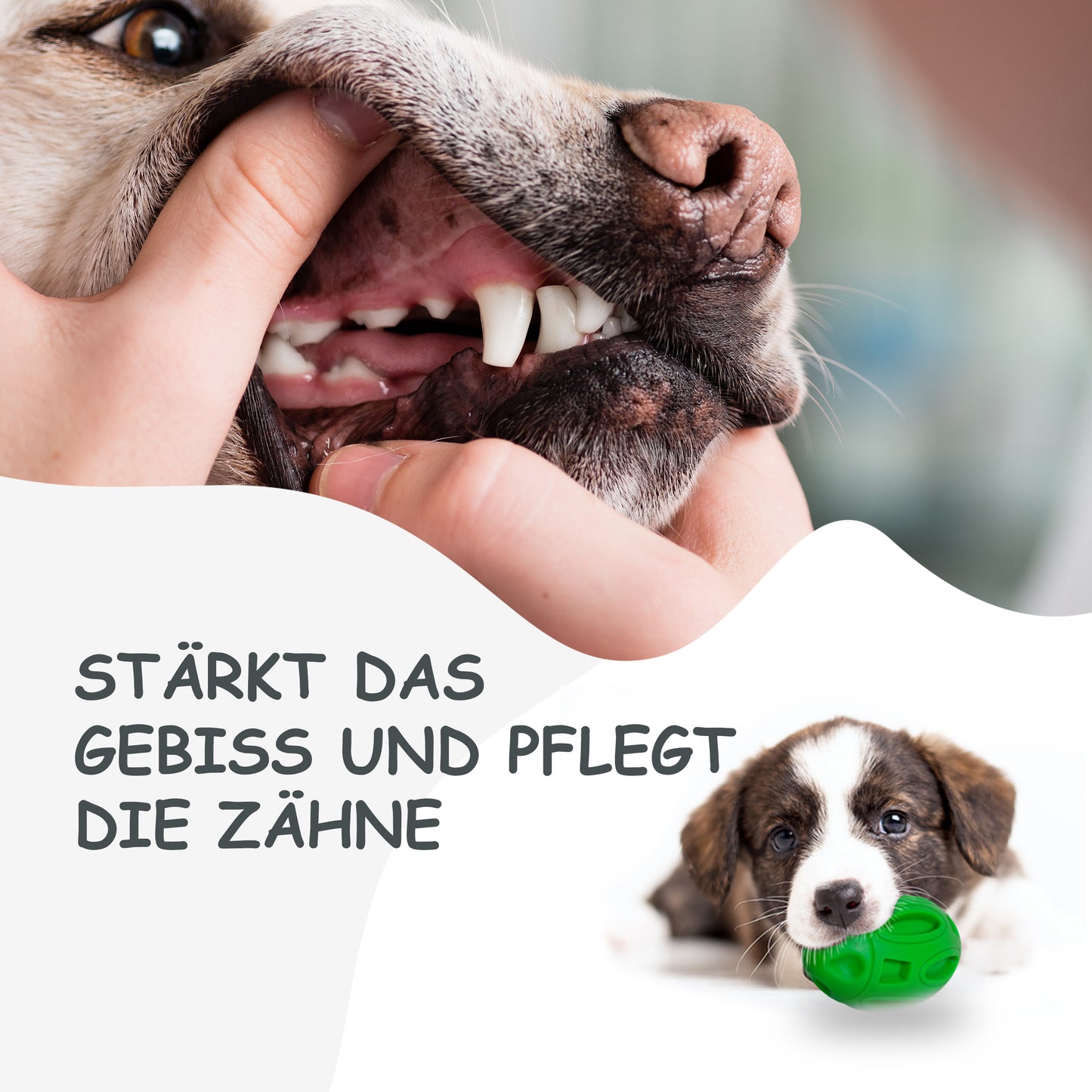 Petsation Dog Toy Chew Ball – Robust & Durable – Dental Care & Teeth Cleaning for Dogs – Interactive Toy for Small & Large Dogs – Dog Ball Made of Natural Rubber – Puppy Toys & Dog Accessories Green