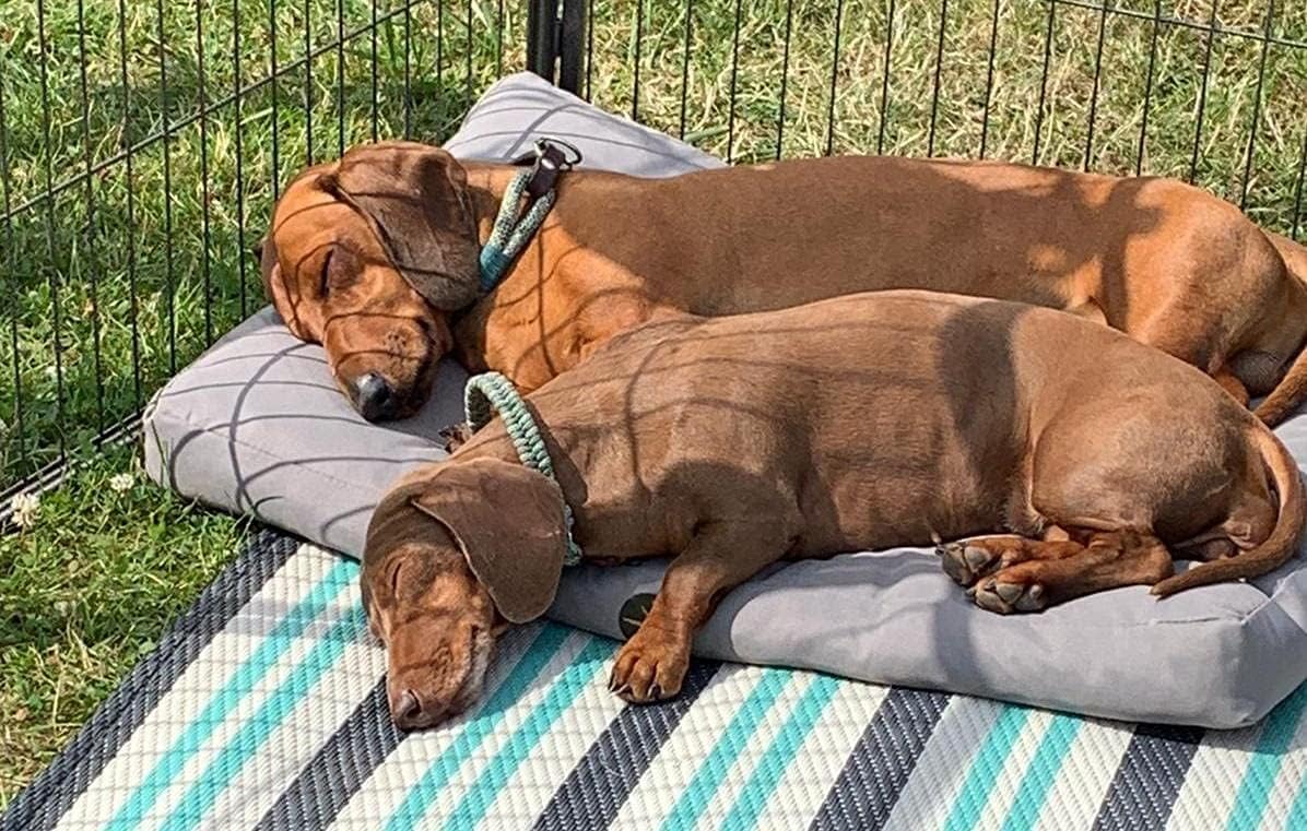 LASSE Hundekissen