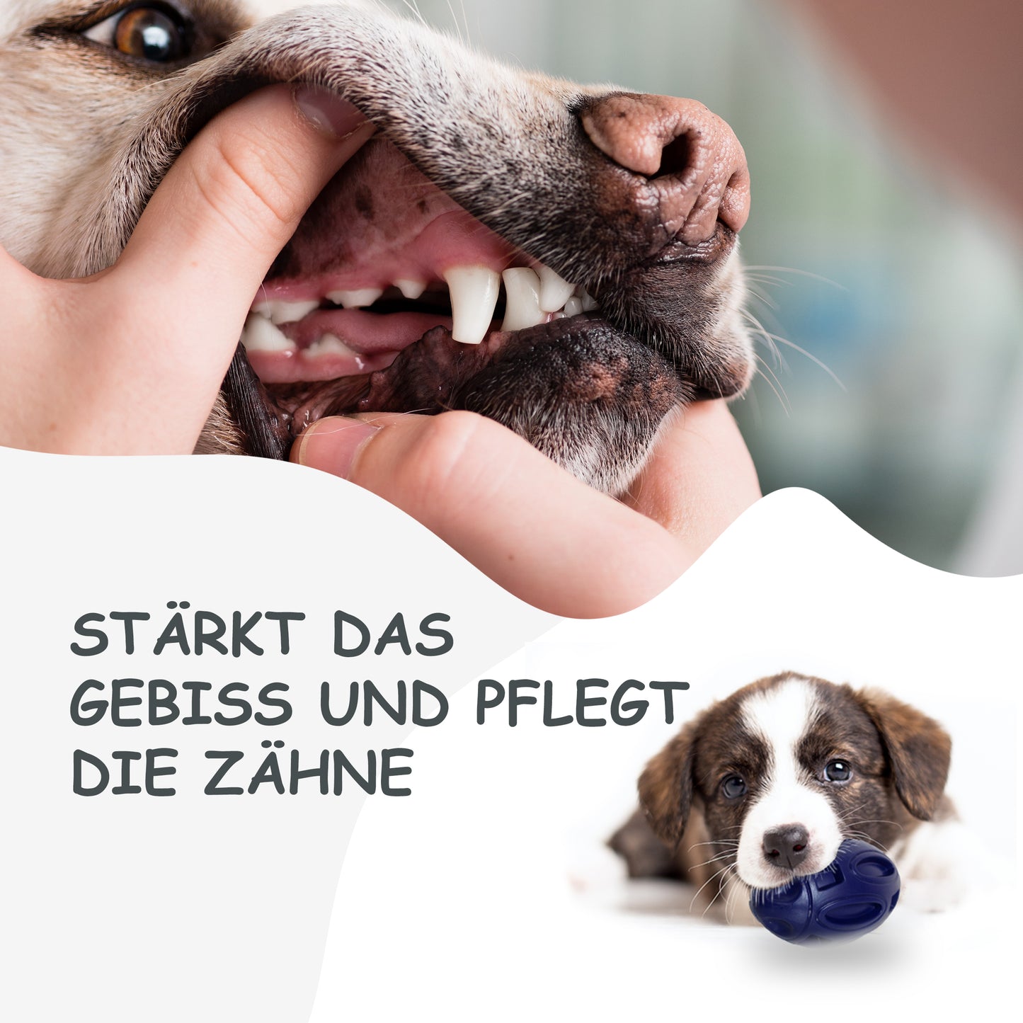 Petsation Dog Toy Chew Ball – Robust & Durable – Dental Care & Teeth Cleaning for Dogs – Interactive Toy for Small & Large Dogs – Dog Ball Made of Natural Rubber – Puppy Toys & Dog Accessories Blue