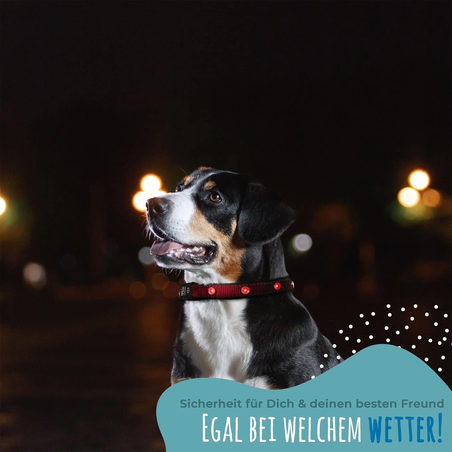 LED Hundehalsband, Leuchthalsband Schwarz Größe S 32-38cm