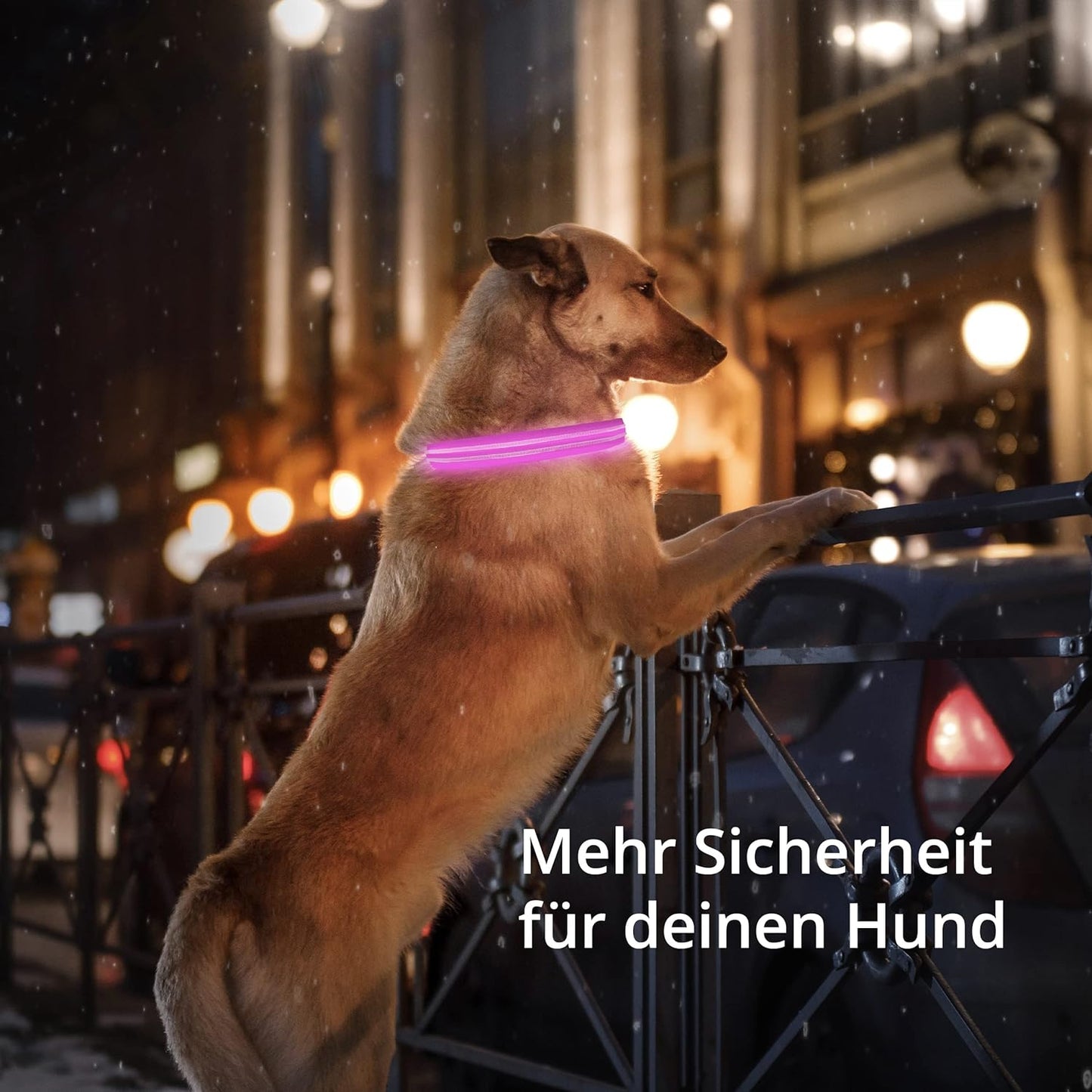 Petsation Light-Up Dog Collar – Continuously Glowing Dog Collar, LED Lighting for Visibility in the Dark, Waterproof, Adjustable, Safe Dog Accessory for Nighttime Walks, Reflective & Bright Pink Size S 28-40cm