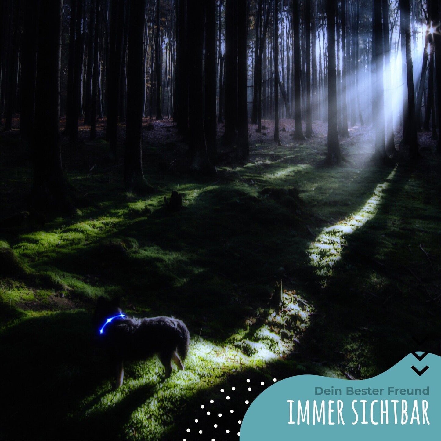 Petsation Light-Up Collar & Dog Leash Set – Safe Nighttime Walking with 5 Light Dots for Better Visibility – Reflection & Safety for Dogs – Durable LED Collar & Leash for Dark Walks Blue Size S 28-40cm