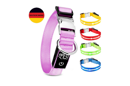 Das perfekte Hundehalsband – Worauf du beim Kauf achten solltest