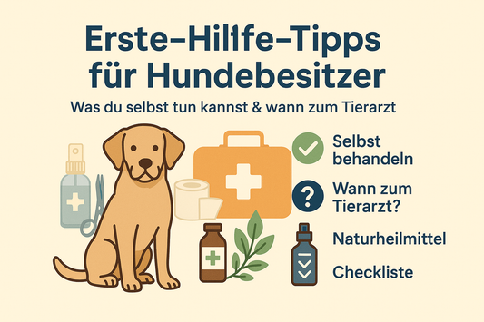 Infografik mit Hund und Erste-Hilfe-Utensilien, daneben Stichpunkte: Selbst behandeln, Tierarzt, Naturheilmittel, Checkliste.