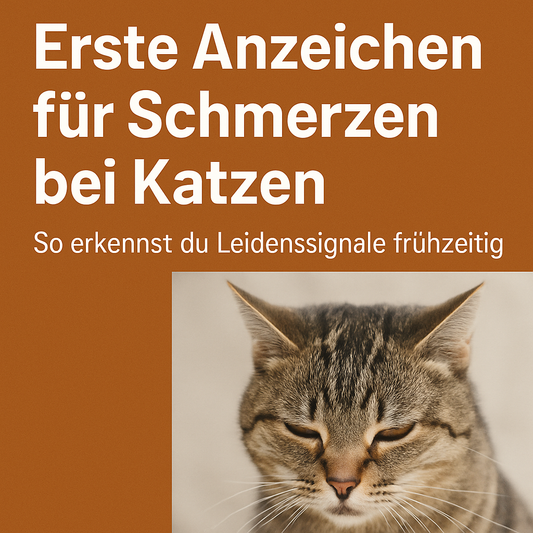Getigerte Katze mit geschlossenen Augen zeigt erste Anzeichen von Schmerzen.