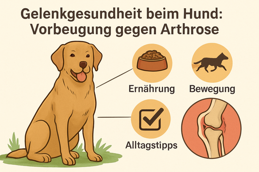 Illustration eines freundlichen Labradors, der auf einer Wiese sitzt. Um ihn herum sind Symbole zu Ernährung, Bewegung und Alltagstipps sowie eine grafische Darstellung eines Gelenks zu sehen – thematisch zur Vorbeugung von Arthrose beim Hund.