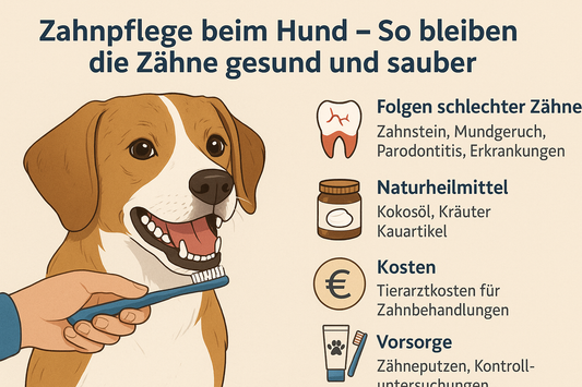 Hund bekommt mit Zahnbürste die Zähne geputzt, daneben Infografik zu Folgen, Naturheilmitteln, Kosten und Vorsorge.