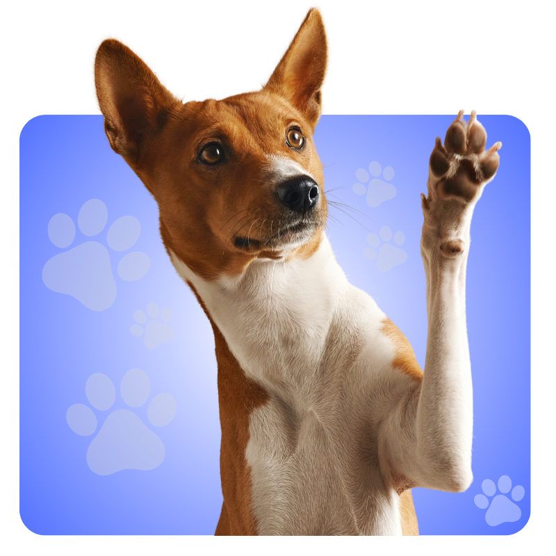 Für Hunde