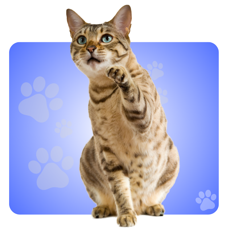 Für Katzen