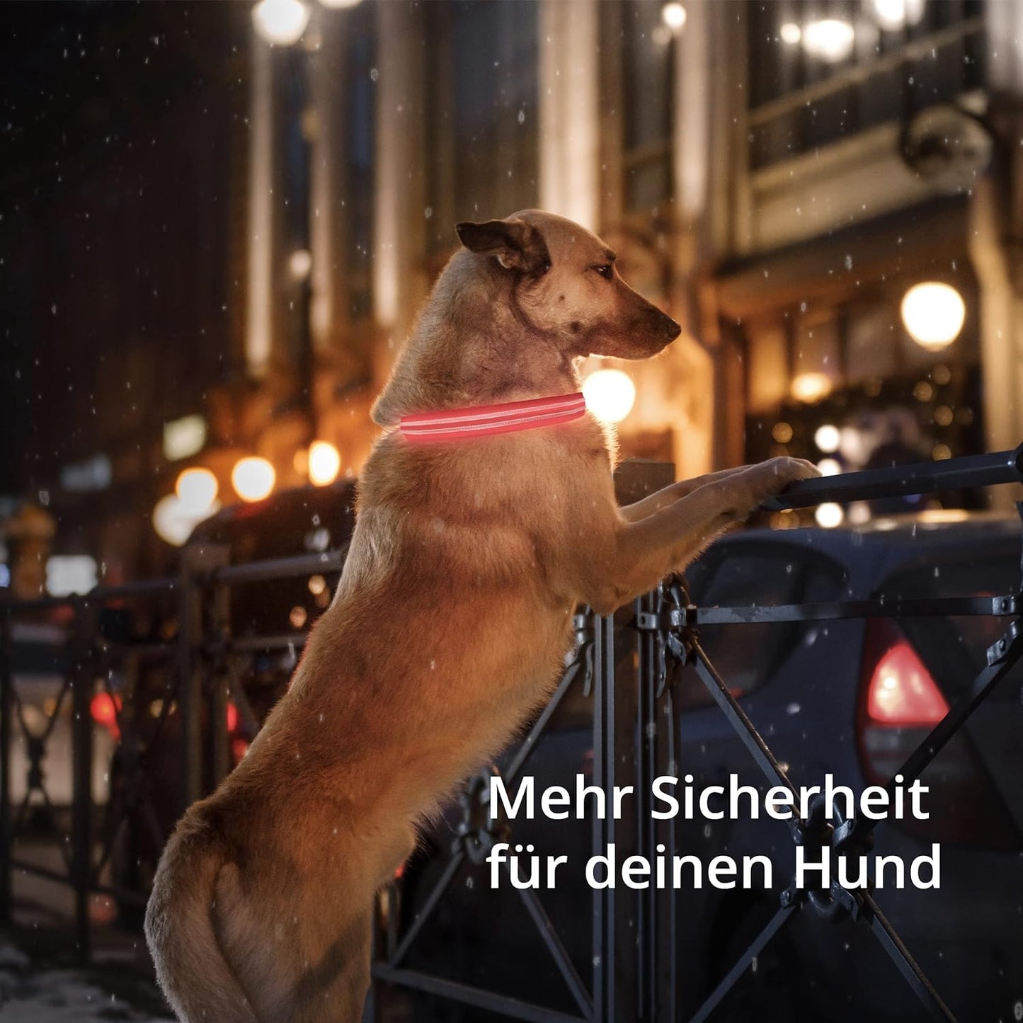 Petsation Leuchthalsband für Hunde – Hundehalsband Durchgängig Leuchtend, LED-Beleuchtung für Sichtbarkeit im Dunkeln, Wasserdicht, Verstellbar, Sicheres Hundezubehör für Nächtliche Spaziergänge, Reflektierend & Leuchtend Rot Größe S 28-40cm
