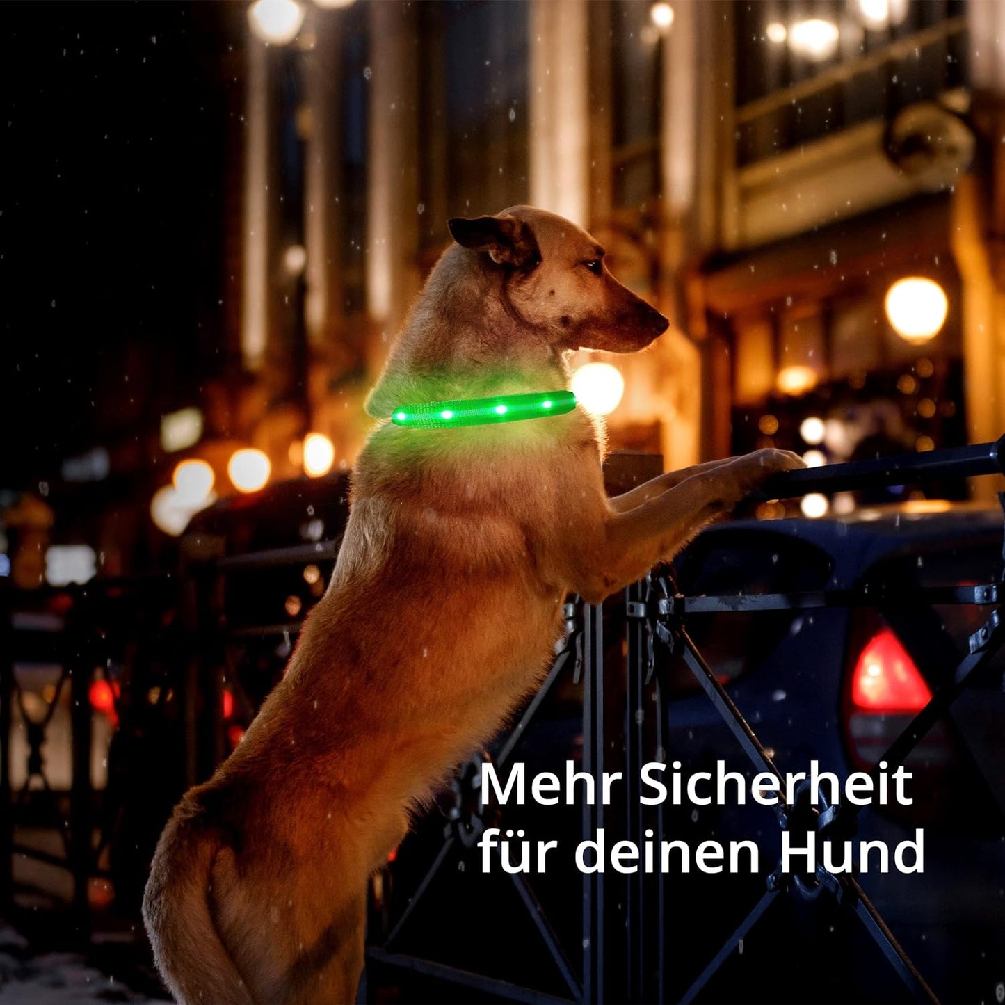 Petsation Leuchthalsband für Hunde – Reflektierendes Hundehalsband mit 5 Leuchtpunkten für bessere Sichtbarkeit und Sicherheit bei Nacht, Verstellbar, Wasserdicht, Ideal für Spaziergänge im Dunkeln, Hundezubehör Rot Größe M 38-50cm