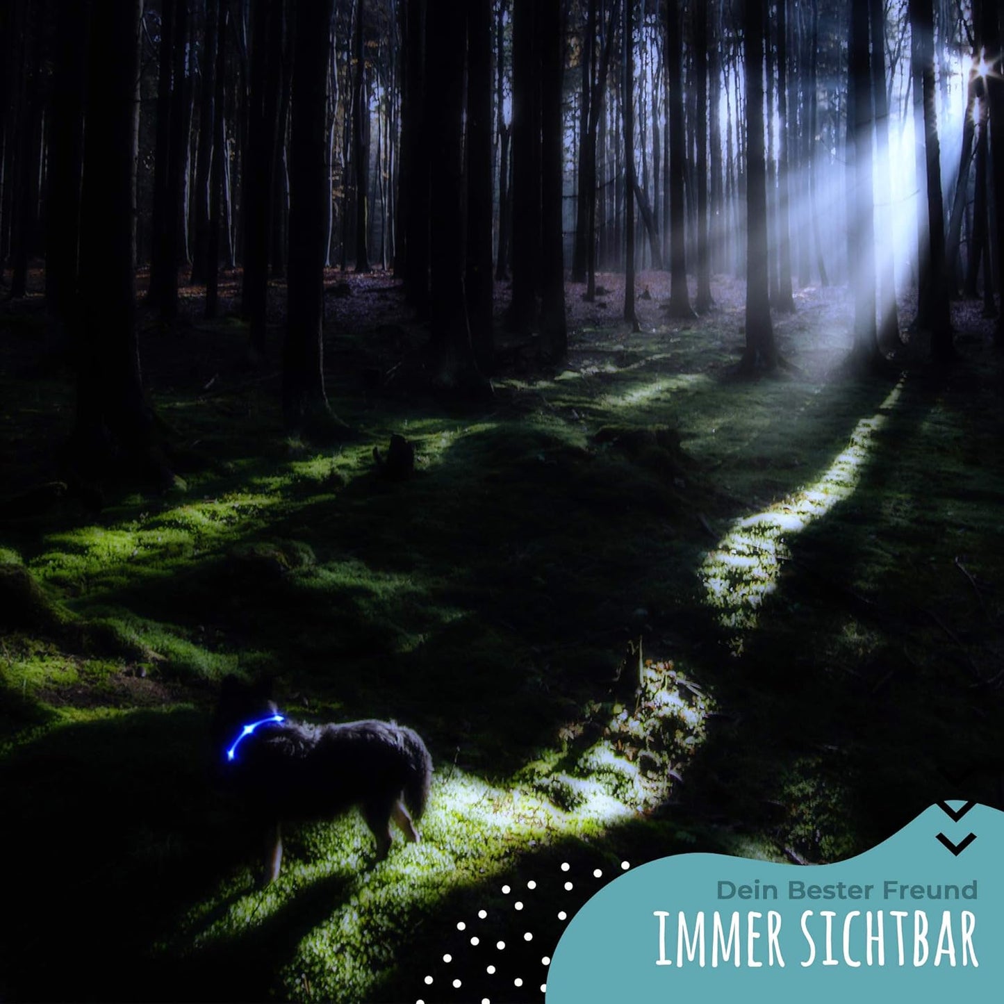 Petsation LED Dog Leash Glowing – Safety Leash for Dogs at Night – USB Rechargeable, Waterproof, Reflective – Visibility &amp; Control While Walking – Suitable for Small &amp; Large Dogs Blue